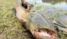 Prut na sumce Prut na sumce